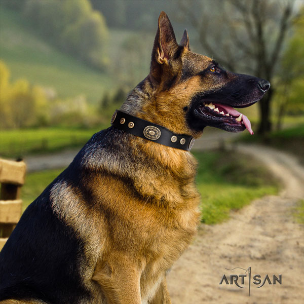 German Shepherd natural genuine leather dog collar with embellishments for your stylish dog