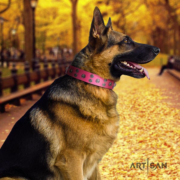 German Shepherd unique full grain natural leather collar with studs for your doggie