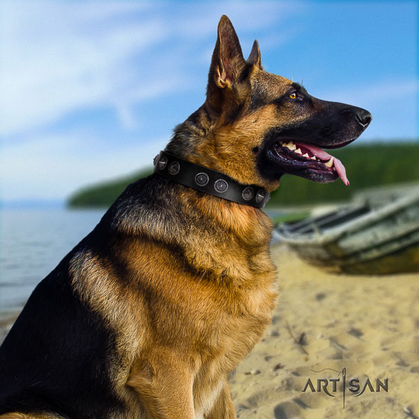German Shepherd top quality full grain leather dog collar with extraordinary studs