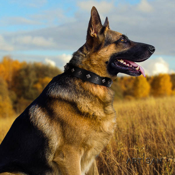 German Shepherd stunning full grain natural leather collar with adornments for your dog