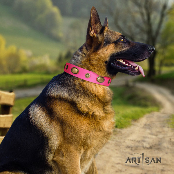 German Shepherd leather dog collar with adornments for your impressive four-legged friend