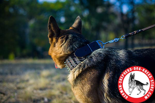 German Shepherd leather collar extra wide with nickel plated fittings for daily walks