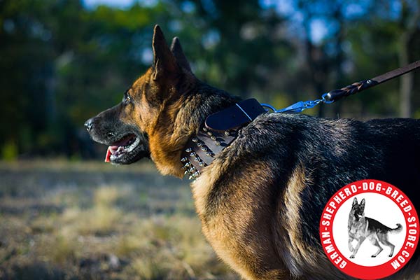 German Shepherd brown leather collar of genuine materials with spikes for any activity