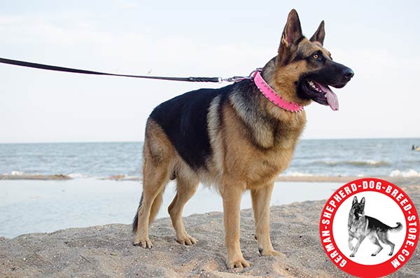 Extremely Stylish Spiked Leather German Shepherd Collar in Bright PInk