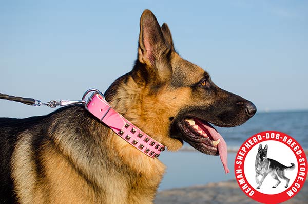 Exclusive Leather German Shepherd Collar with Dotted Studs