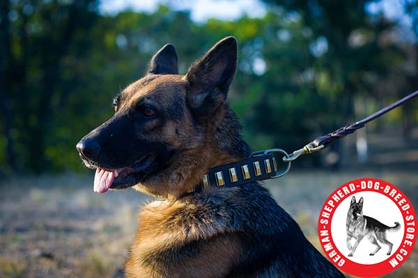 Adorned German Shepherd Collar with Massive Rustless D-ring