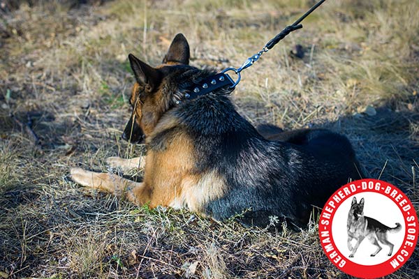 Studded Leather German Shepherd Collar with Nickel-plated Hardware