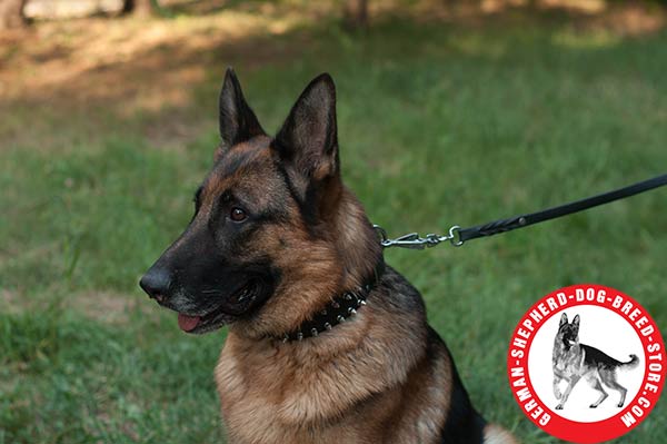 Spiked Leather German Shepherd Collar with Shiny Decor