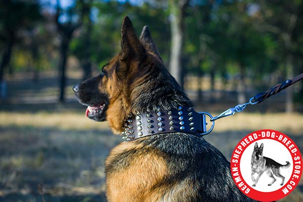 Extra Wide Leather German Shepherd Collar for Extra Comfort