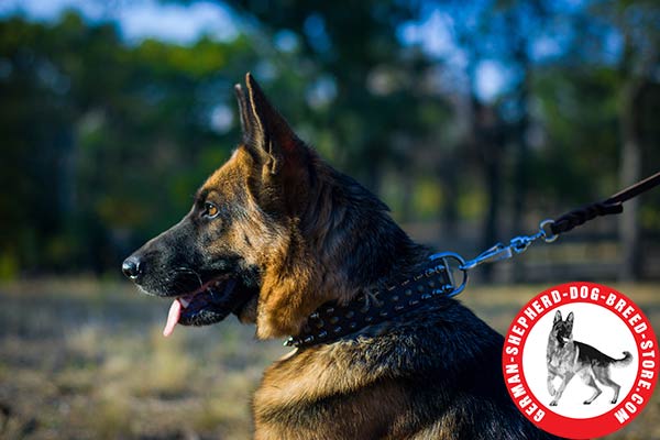 Decorated Leather Dog Collar with Stylish Adornment for German Shepherd 