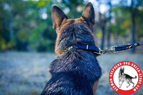 Neatly Adorned with Brass Studs Narrow German Shepherd Collar