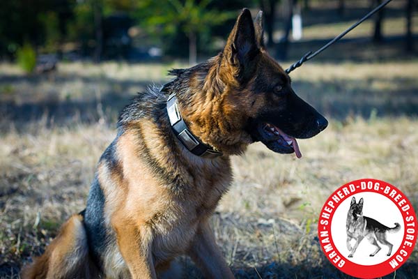 Elegant Style Leather Collar with Adornment for German Shepherd