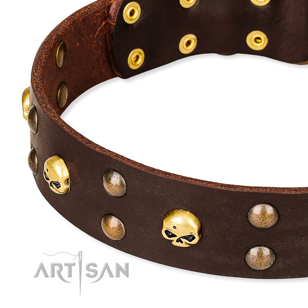 Daily leather dog collar for training