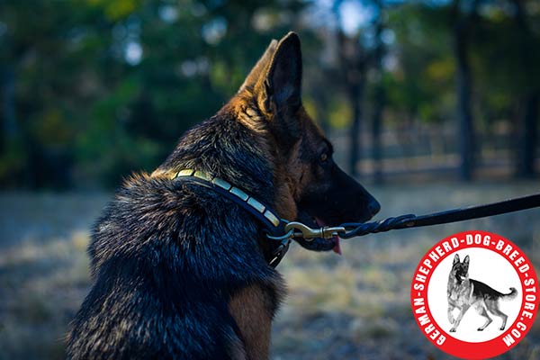 Stylish Leather Dog Collar with Handset Brass Plates