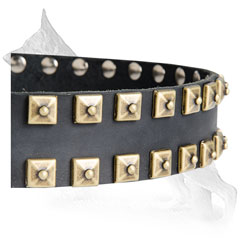 Brass Studs on Leather German Shepherd Collar 