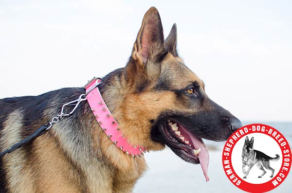 Extremely Stylish German Shepherd Collar with Silvery Spikes