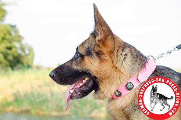 Silver-like Conchos and Tiny Blue Stones on Female Pink Collar