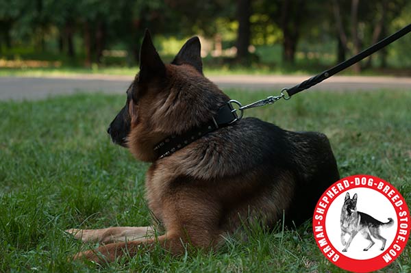 Outstanding Dog Collar with Nickel-plated Spikes