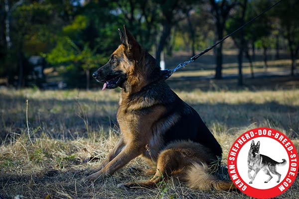 Spiked Leather Collar for German Shepherd Walking