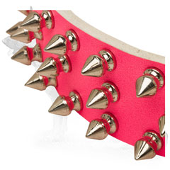 Nickel Spikes on German Shepherd Collar Steel 