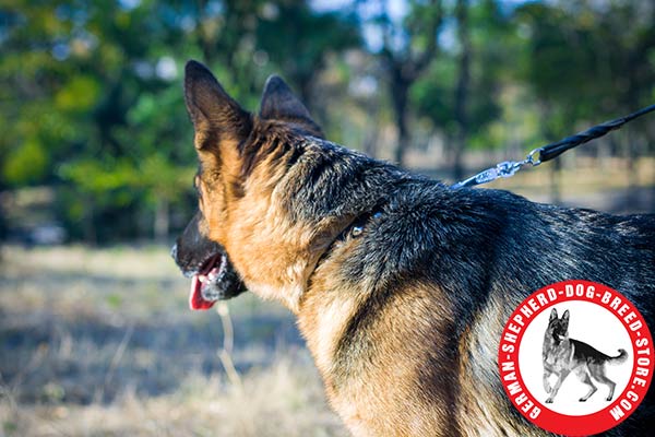 Studded Leather German Shepherd Collar with Nickel-plated Decor