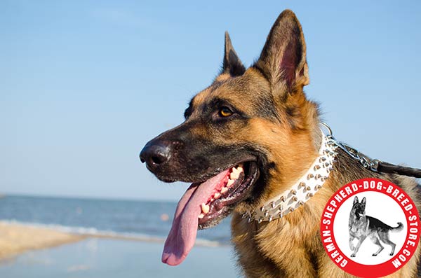 Handcrafted White German Shepherd Collar with Proportional Spikes