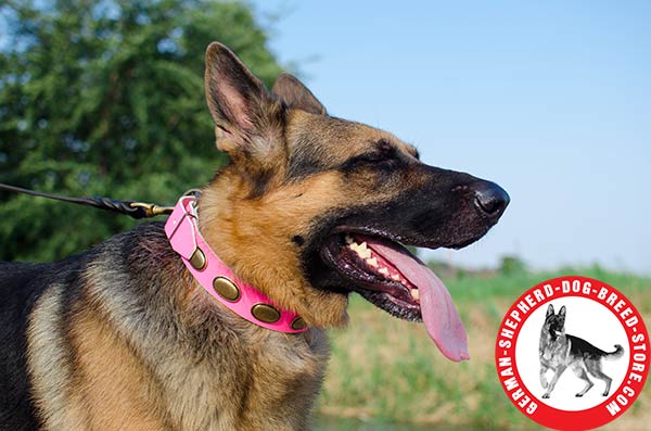 Vintage-looking Leather Collar for German Shepherd