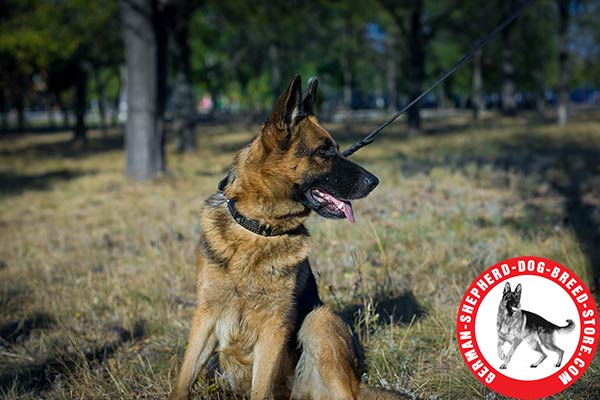 Adorned German Shepherd Collar of Super Strong Leather