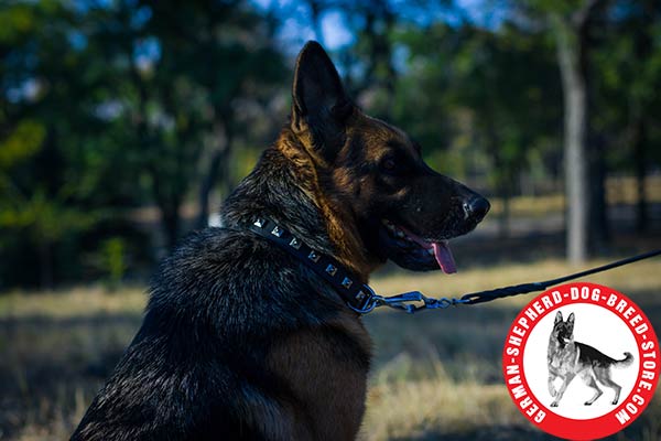 Stylish Walking German Shepherd Collar with Gorgeous Adornment