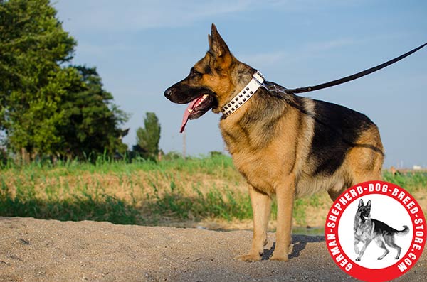 Fancy Leather Dog Collar with Rows of Symmetrically Set Pyramids