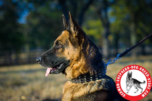 Wide Leather German Shepherd Collar with 4 Rows of Shiny Spikes