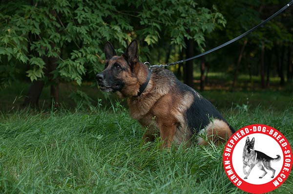 Best Leather Collar for German Shepherd