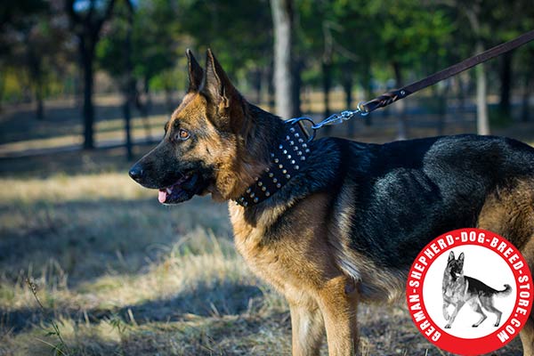 Studded Leather German Shepherd Collar Extra Wide 