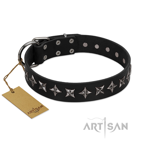 Everyday walking dog collar of top notch full grain leather with adornments