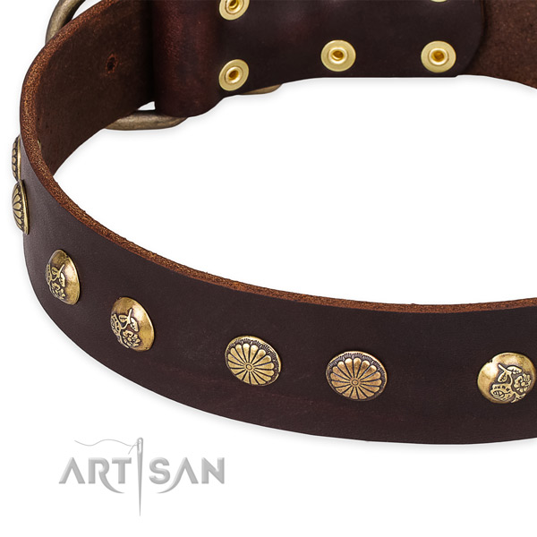 Leather collar with corrosion resistant fittings for your beautiful four-legged friend