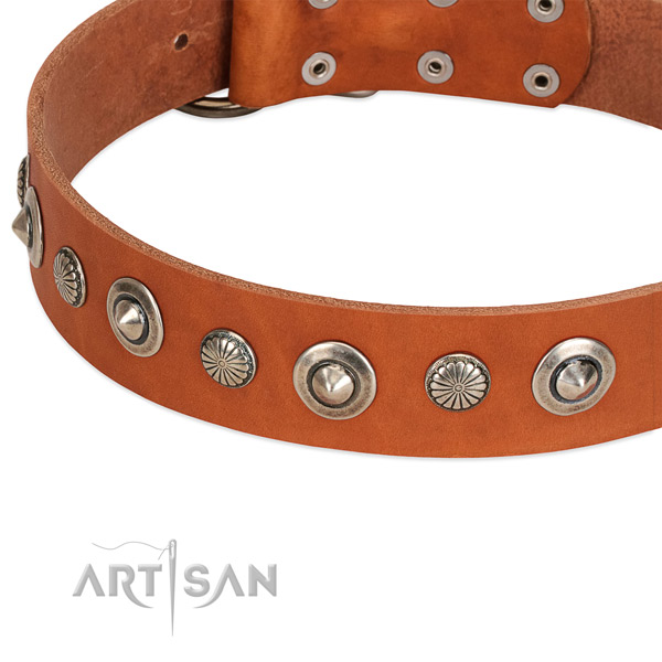 Amazing adorned dog collar of quality natural leather