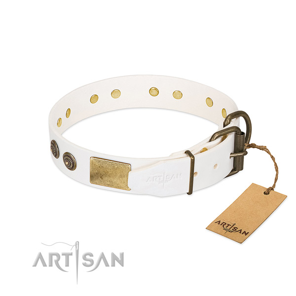 Reliable buckle on leather collar for stylish walking your canine