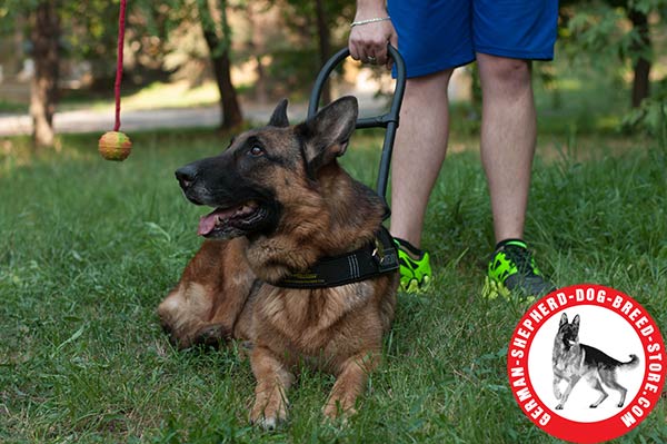 Adjustable Leather Dog Harness with Wide Straps