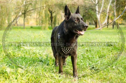 Pulling German Shepherd Harness