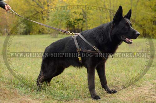 German Shepherd Leather Dog Harness With Ergonomic Design