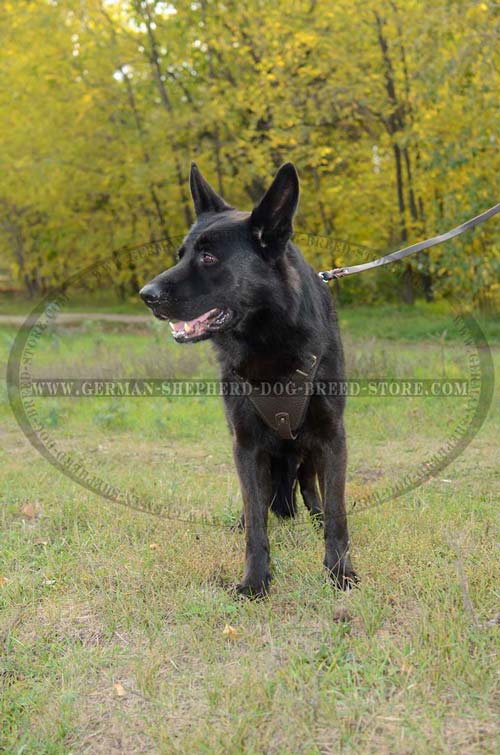 German Shepherd Dog Harness Designed For Training Purposes