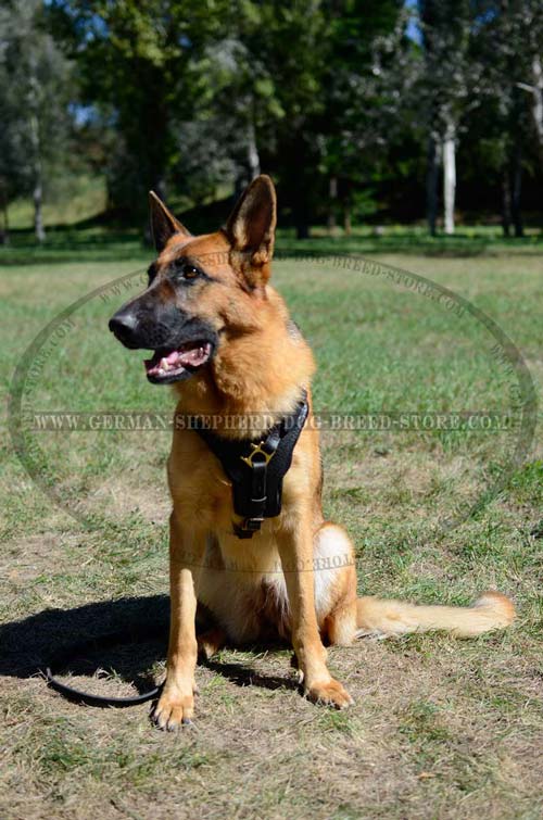 German Shepherd Harness For Free Movements