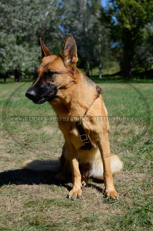 Dream German Shepherd Leather Harness