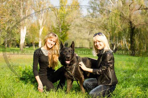 German Shepherd Leather Dog Harness With Maximum Style