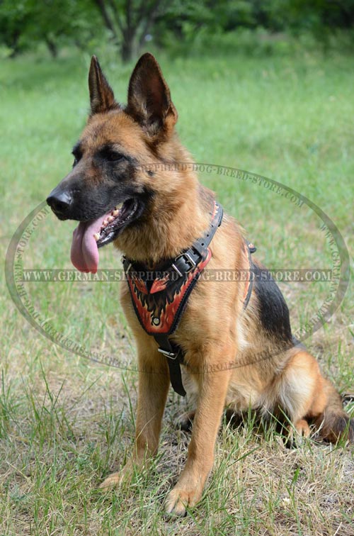 Extraordinary German Shepherd Dog Harness