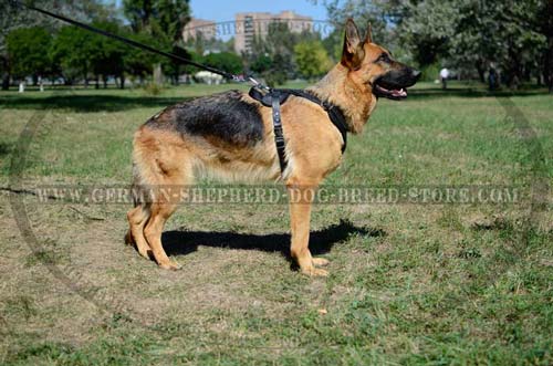 Remarkable German Shepherd Harness