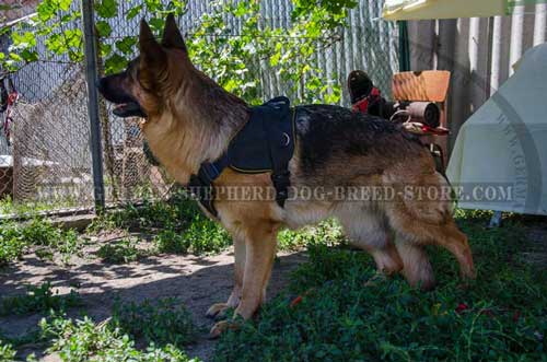 German Shepherd Harness Nylon With Chest Plate