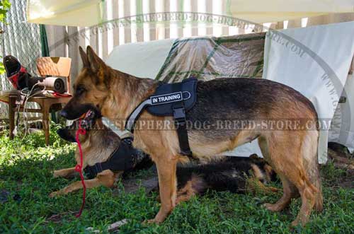 German Shepherd Harness Nylon Water-Resistant