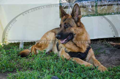 German Shepherd Harness Nylon For Agitation Training