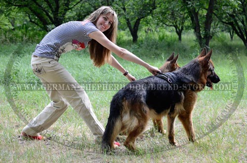 Nylon German Shepherd Harness for Reliable Dog Control